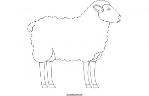 Ausmalbild-Vorschau: Schaf