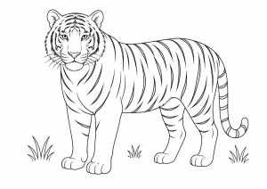 Tiger Ausmalbild zum Ausdrucken
